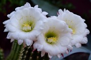 Night Bloom-Argentine Giant Cactus, April 25, 2020